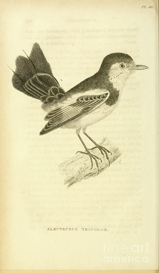 Cock-tailed Tyrant Alectrurus tricolor by Shaw 1825 q1 Photograph by Historic illustrations
