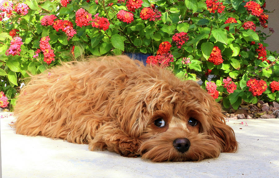 Cockapoo Laying Photograph by Dawn Richards
