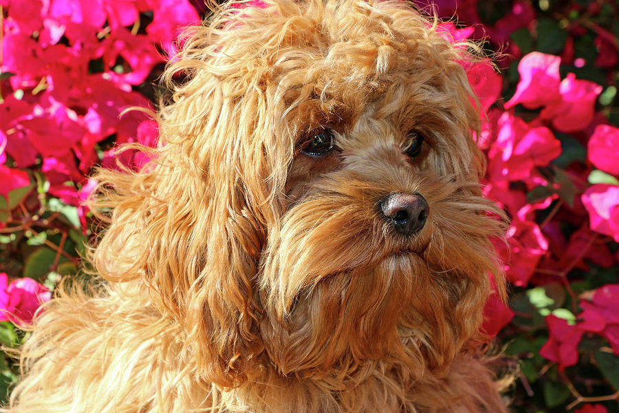 Cockapoo with Red Flowers Photograph by Dawn Richards