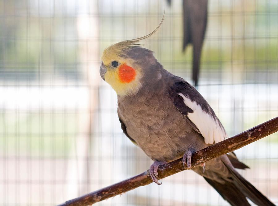 Le cockatiel sales