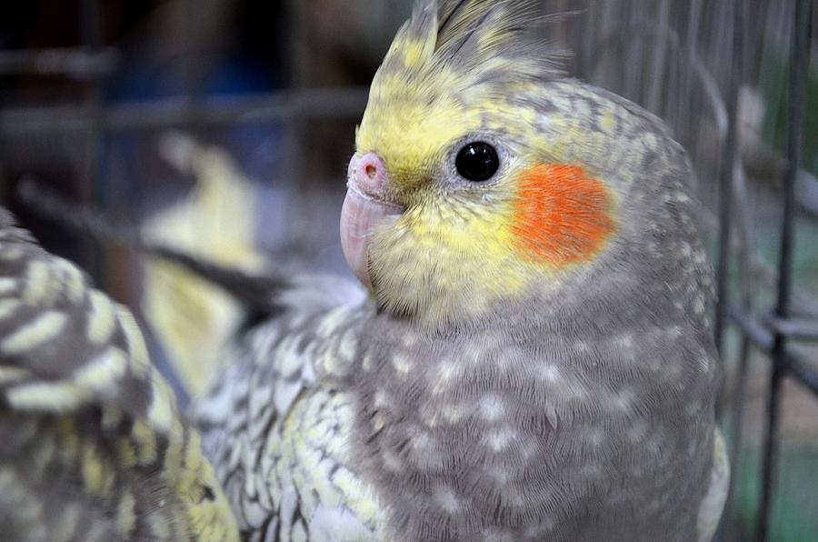 cockatiel paintings