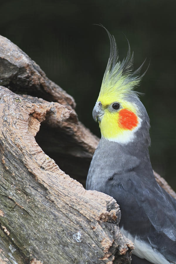 Cockatiel - Nymphicus Hollandicus - Portrait Photograph By ...