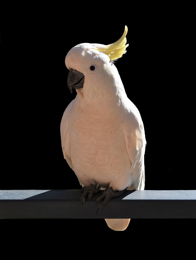 Cockatoo at Sundial Apartments Photograph by Yolanda Caporn