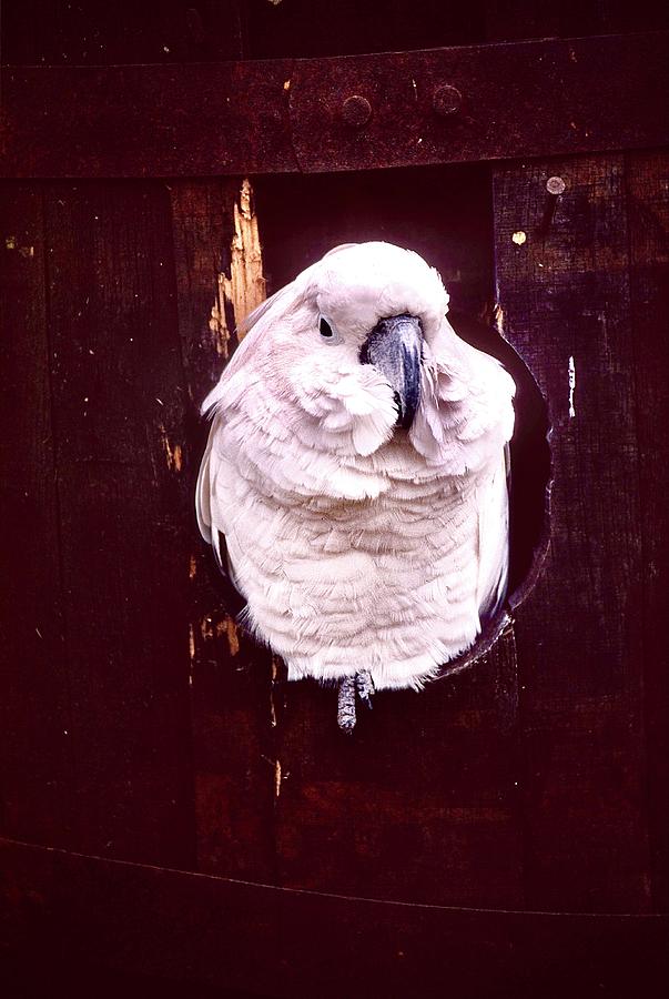 White Cockatoo Photograph by Gordon James