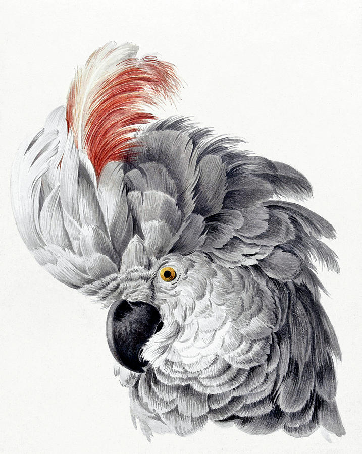 Cockatoo Head 1700s Painting by Bob Pardue