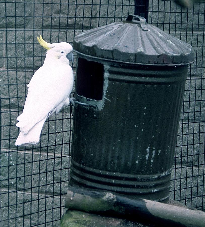 Cockatoo in a Bin Photograph by Gordon James