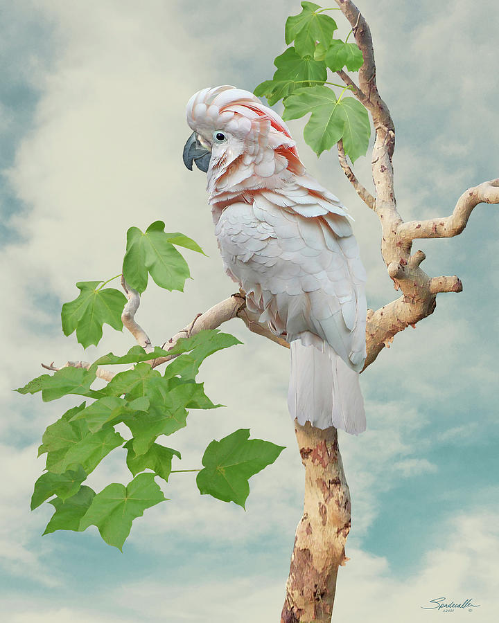Cockatoo in Indian Ghost Tree Digital Art by M Spadecaller