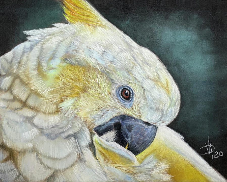 Cockatoo Pastel by Natasha Marcano Dillon - Fine Art America