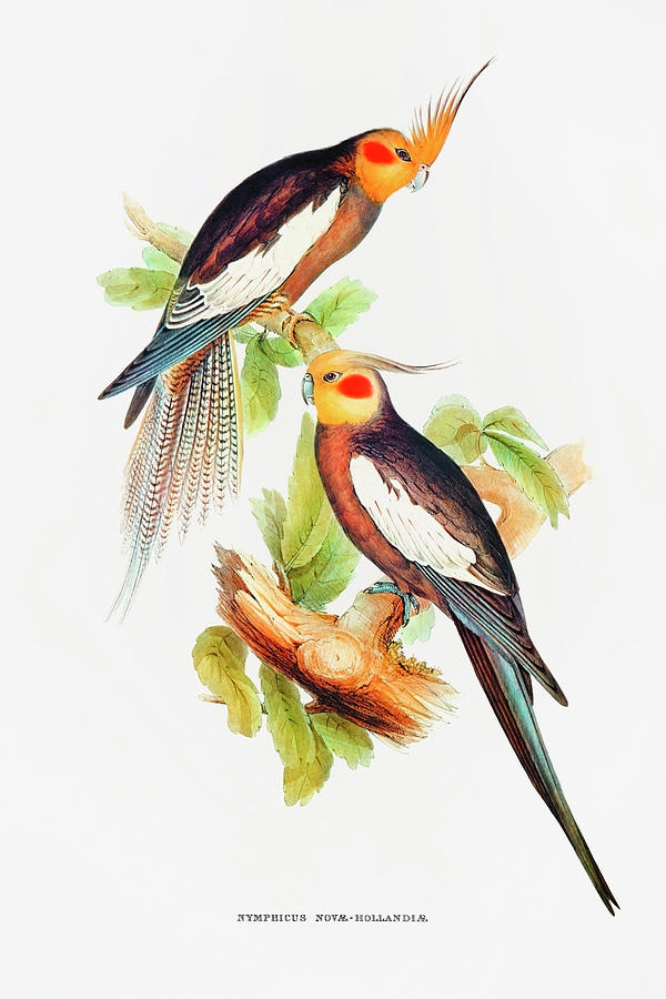 Parakeet Drawing - Cockatoo Parakeet by Elizabeth Gould