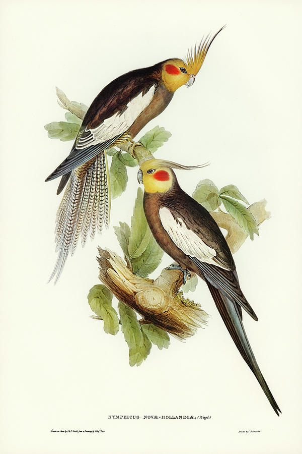John Gould Drawing - Cockatoo Parakeet, Nymphicus Novae Hollandiae by John Gould