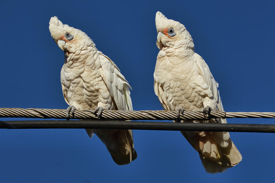 Cockatoo Twins Photograph by John Haldane