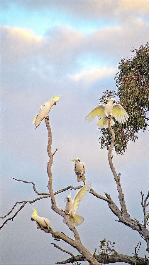 Cockatoos 3- Canberra - Australia Photograph by Steven Ralser