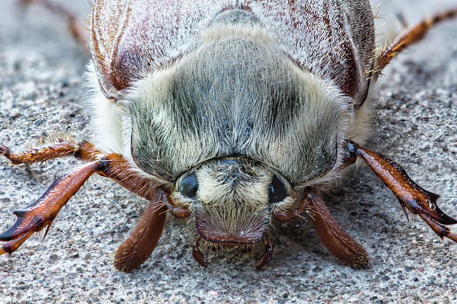 Cockchafer front view Photograph by Steev Stamford