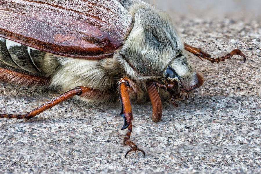 Cockchafer side view  Photograph by Steev Stamford