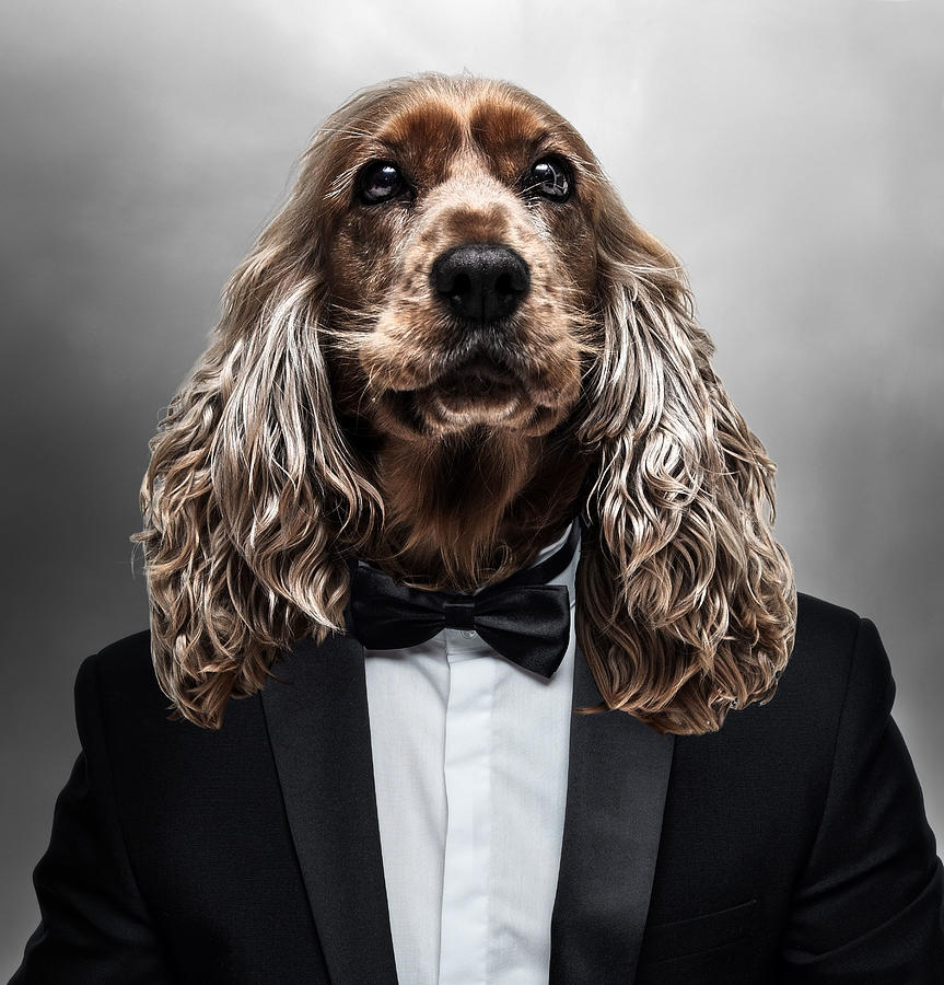 Cocker Spaniel Dog In Tuxedo Surreal Digital Art