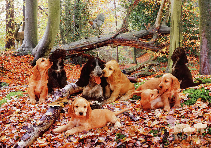 Cocker Spaniel Family in the Woods Photograph by Warren Photographic