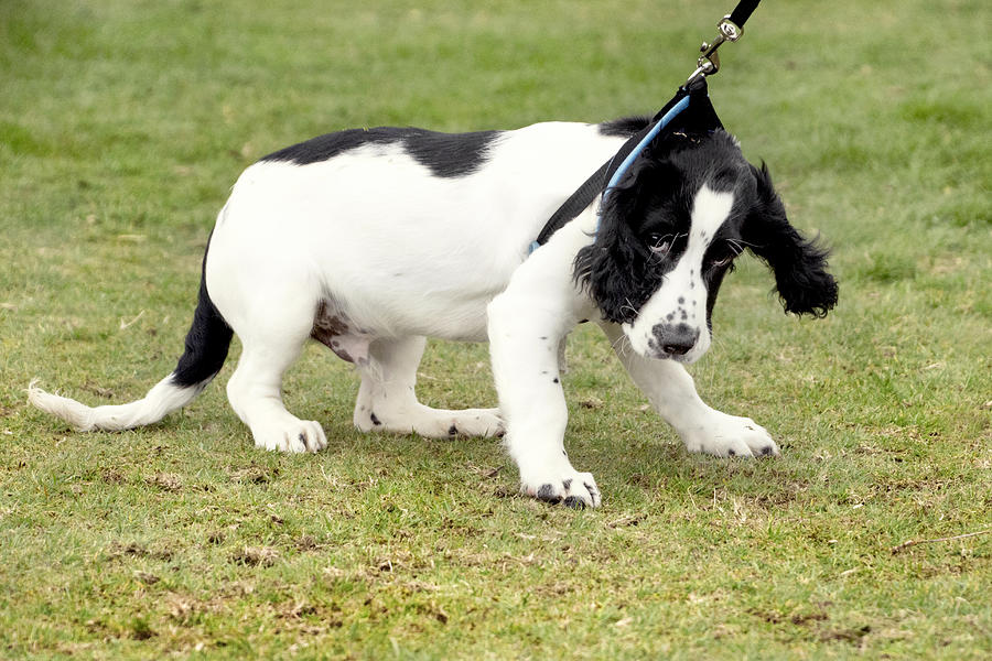 Cocker Spaniel Puppy pulling on the lead Photograph by Busybee-CR