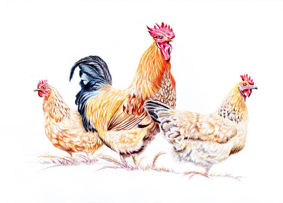 Cockerel and Wives Painting by Debra Hall