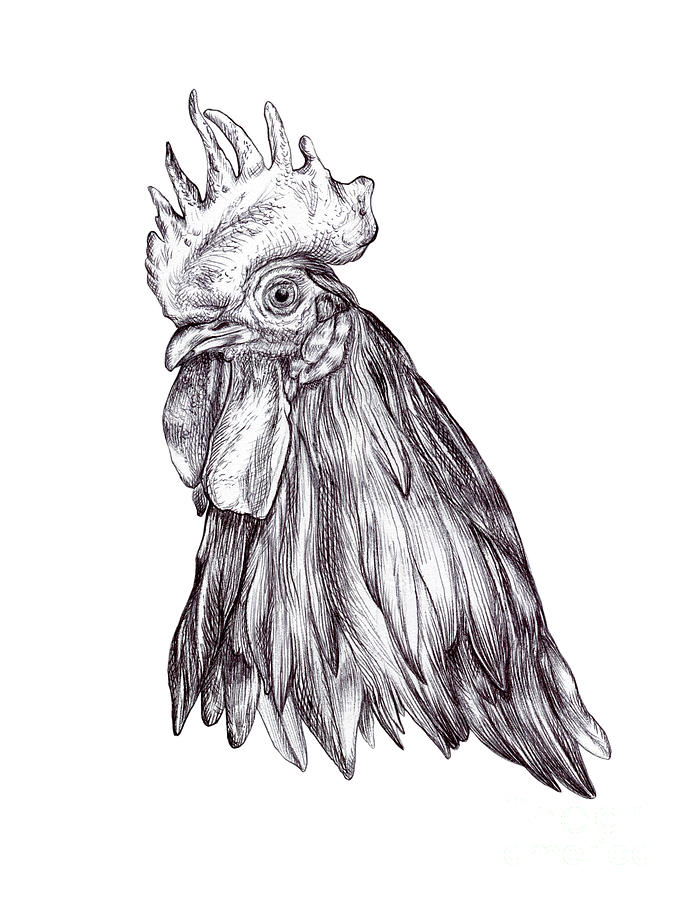 Cockerel head ink drawing Drawing by Andrea Danti - Fine Art America