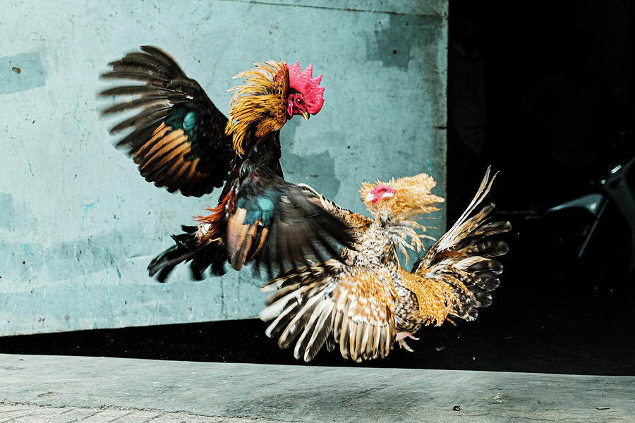Two Fighting Roosters Peck Each Other S Head in Cockfights Stock  Illustration - Illustration of generated, violent: 272711530