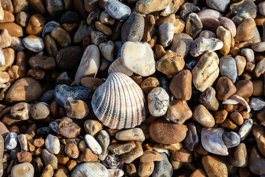 Cockle shell and pebbles Photograph by Richard Donovan