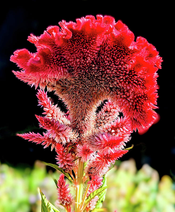 Cockscomb Celosia Photograph by Karen Wiles