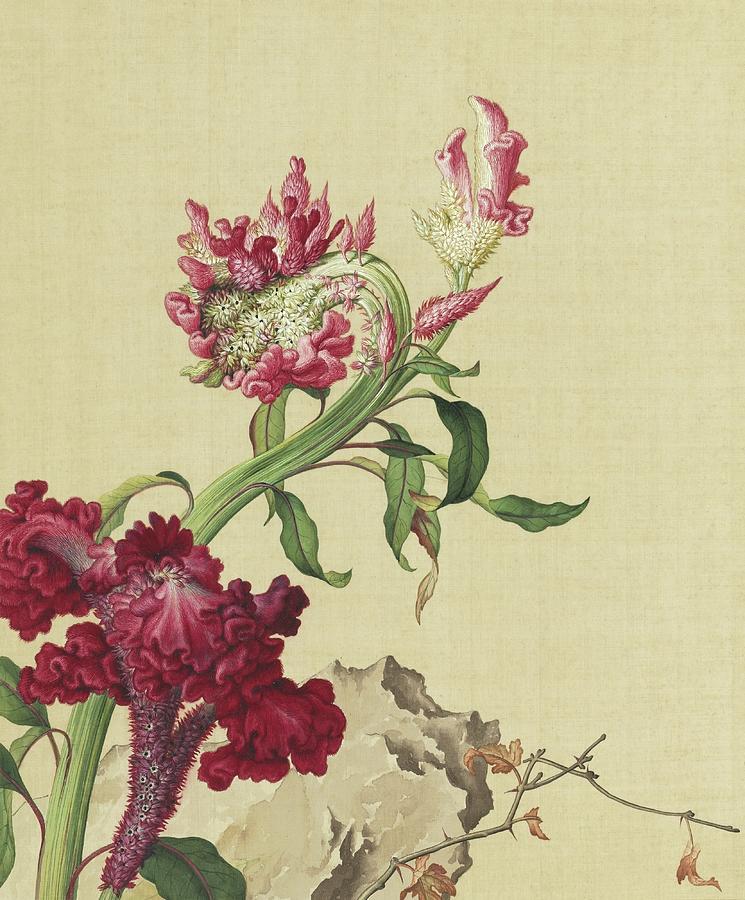 Cockscomb - Chinese flower paintings Painting by Giuseppe Castiglione Lang Shining