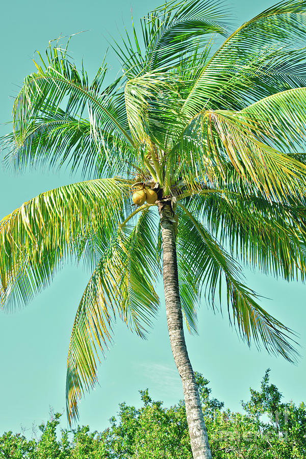 Coco Palm Photograph by Sharon Mau