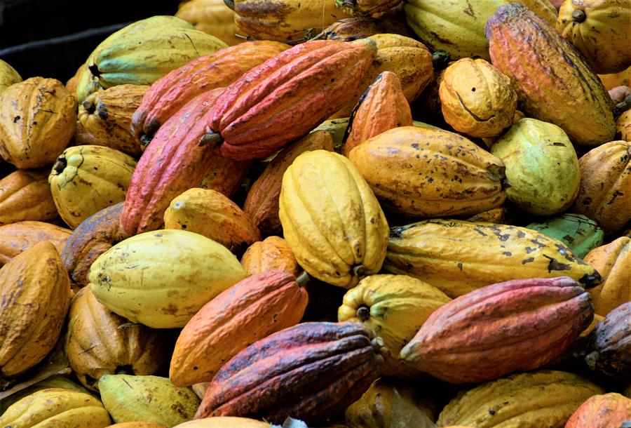 Cocoa fruit harvest in the jungle 2 Photograph by Plinia Prints Pixels