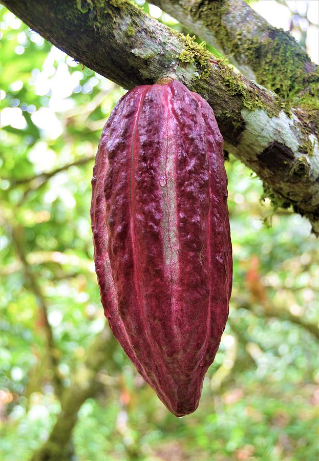 Jungle Photograph - Cocoa fruit on tree 3 by Plinia Prints
