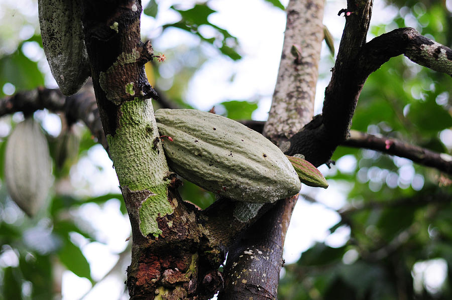 Cocoa pods hanging on a branch Photograph by Fajrul Islam