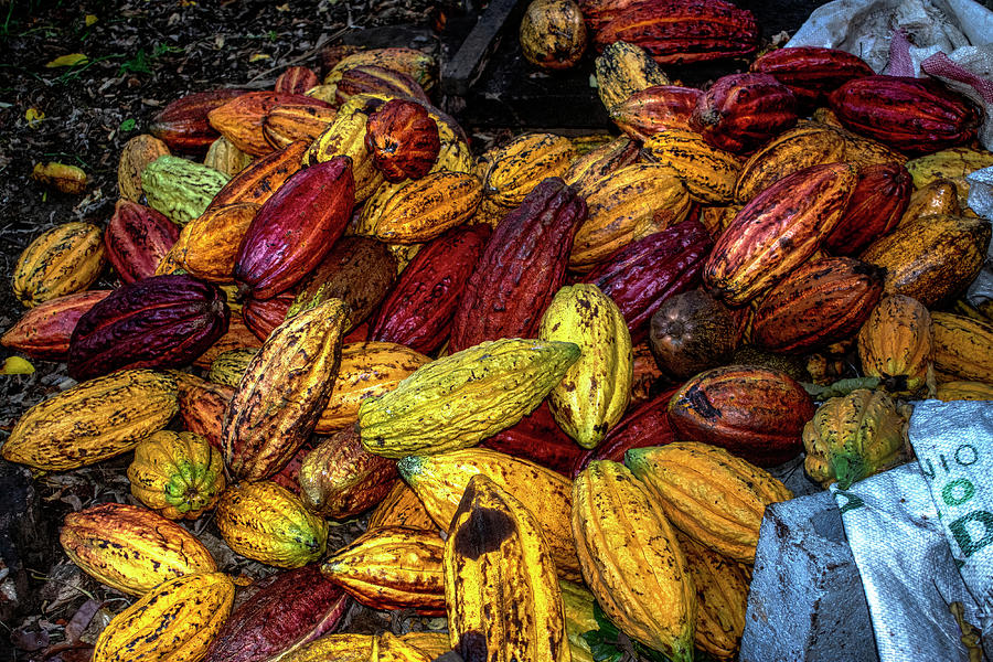 Cocoa Pods Photograph by Wayne King