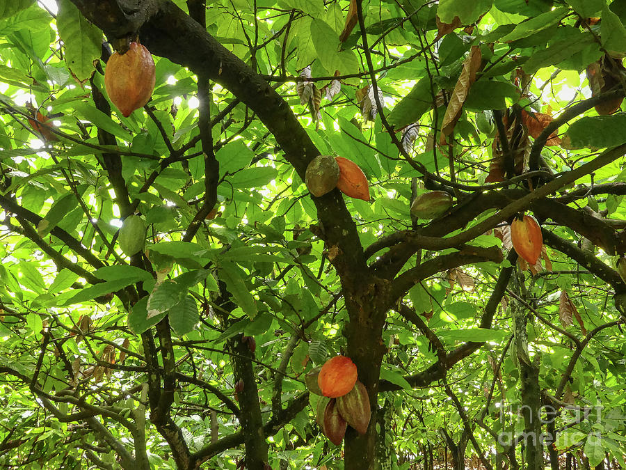 Cocoa Tree Pods Hawaii Photograph By Teresa A And Preston S Cole 