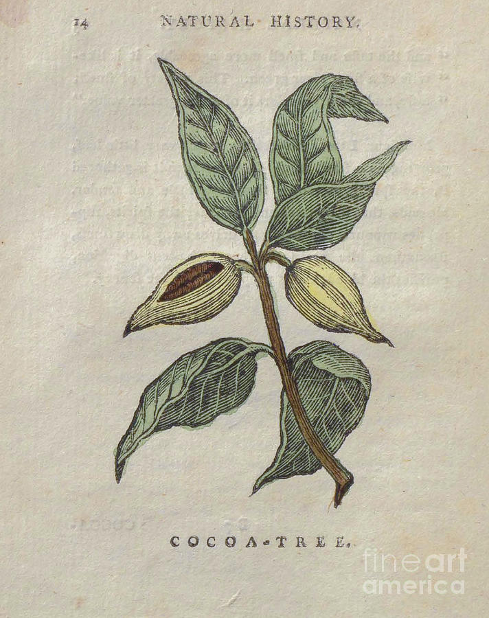 Cocoa Tree t3 Drawing by Botany