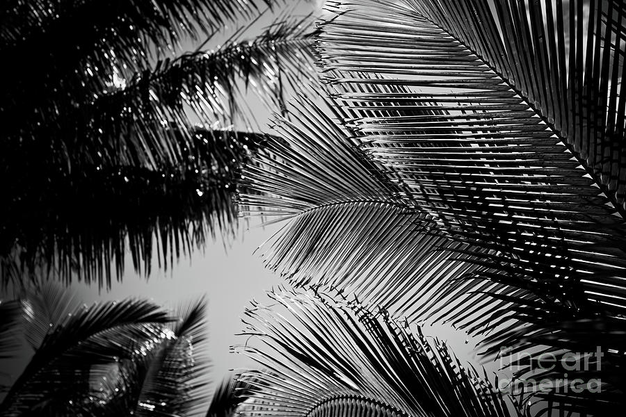 Coconut Beach Palms Photograph by Sharon Mau
