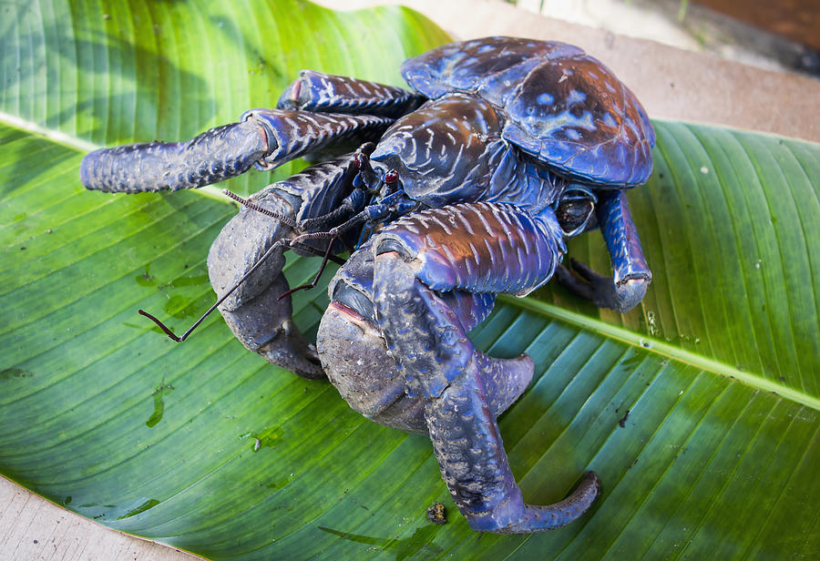 Coconut crab (Birgus latro) Photograph by David Kirkland / Design Pics