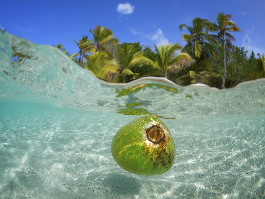Coconut Floating in Tropical Waters Palm Tree Beach Photograph by PeskyMonkey