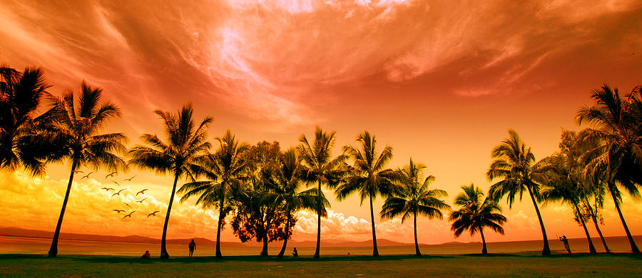 Coconut Grove Photograph