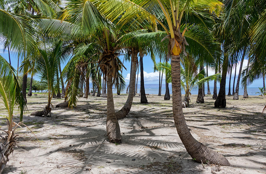 Coconut Grove Molokai Hawaii Photograph by Heidi Fickinger