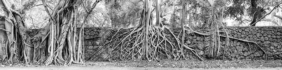 Miami Photograph - Coconut Grove Strangler Fig 2 by Lynn Palmer