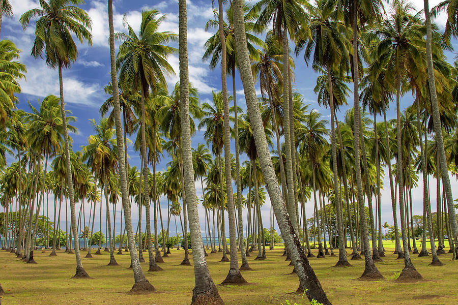 Coconut Grove Photograph by Tanya G Burnett