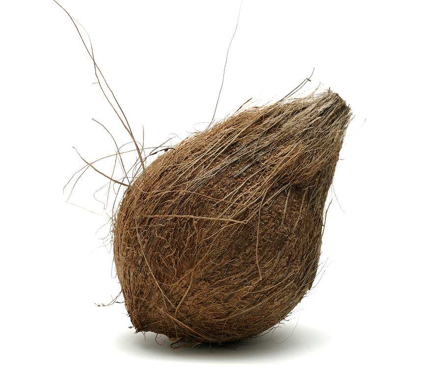 Coconut Isolated Against A White Background Photograph by John Shepherd