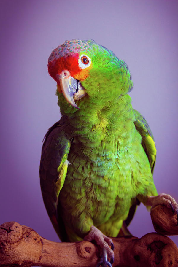 Coconut, Red Lored Parrot Photograph by Jeanette Fellows