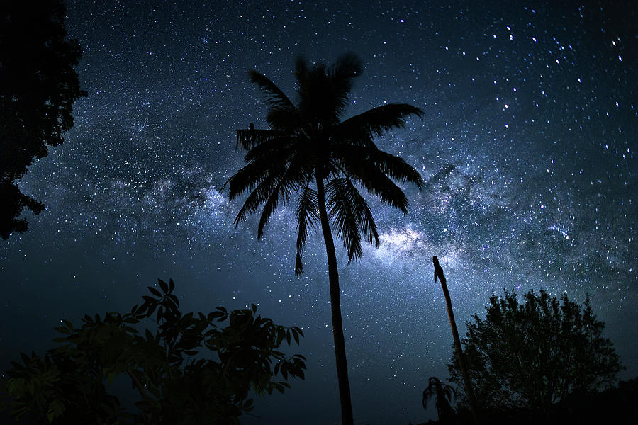 Everglades National Park Photograph - Coconut Milky Way  by Mark Andrew Thomas