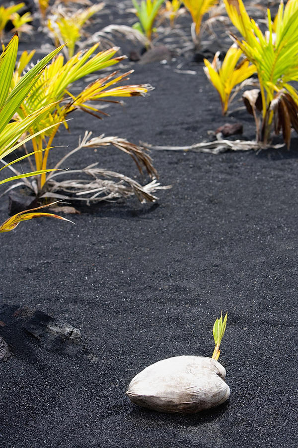 Coconut on black sand, Kalapana, Big Island, Hawaii Islands, USA Photograph by Glowimages