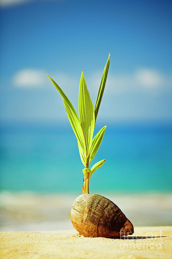 Coconut On The Beach Photograph by David Olsen