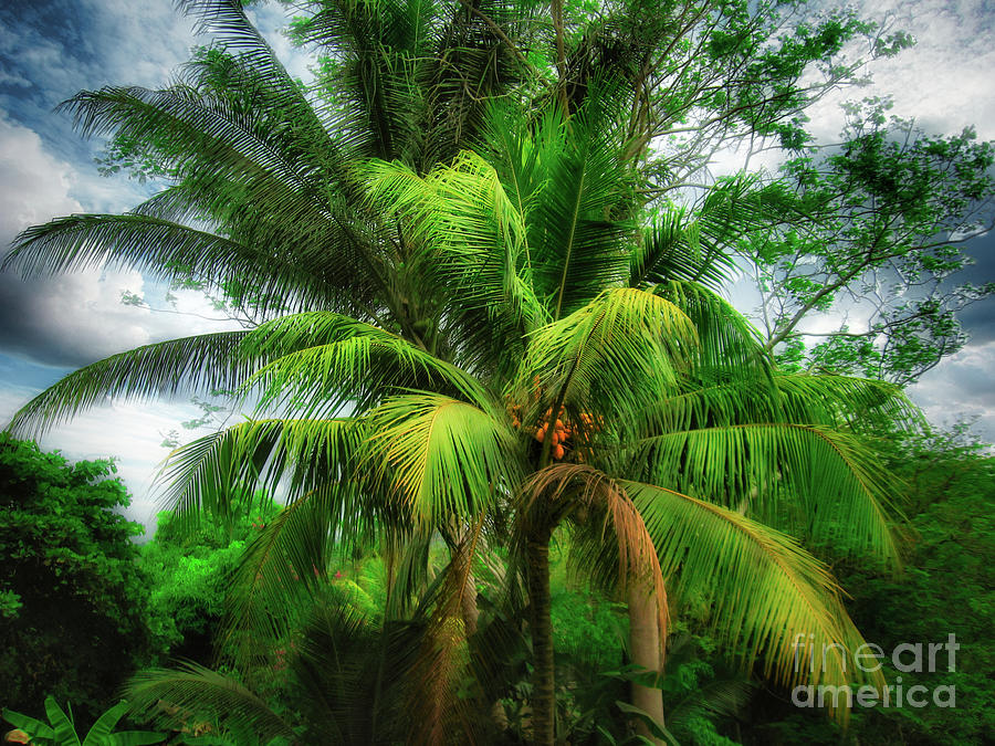 Coconut Palm  Photograph by Elaine Manley
