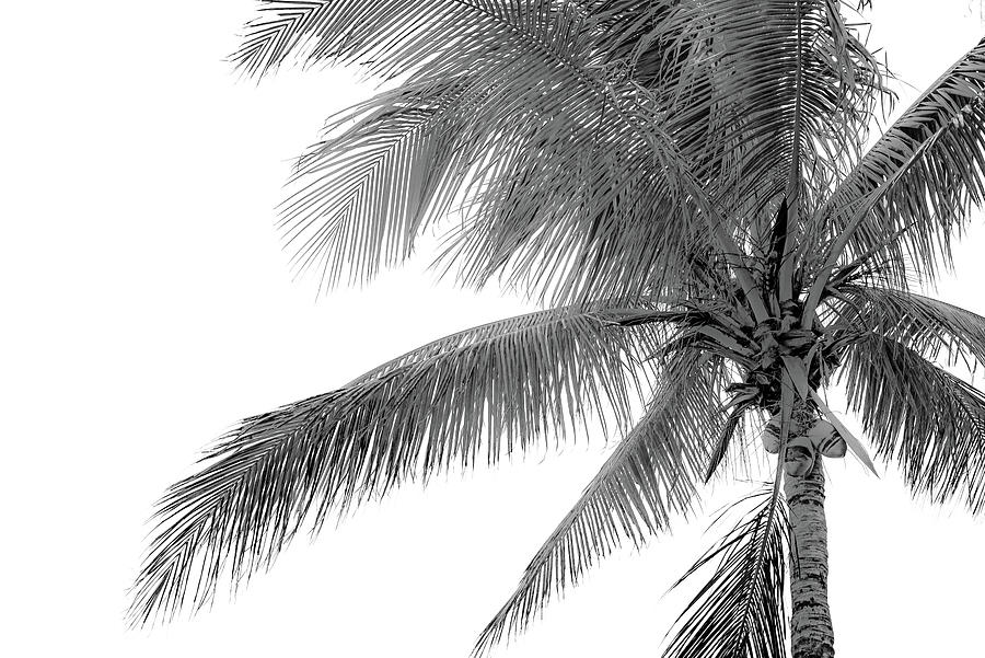 Coconut Palm Tree B/W Photograph by Debra Kewley