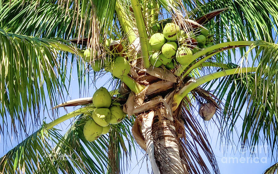 Florida Gulf Coast Coconut Palm Fruits Photograph by Robin Amaral ...