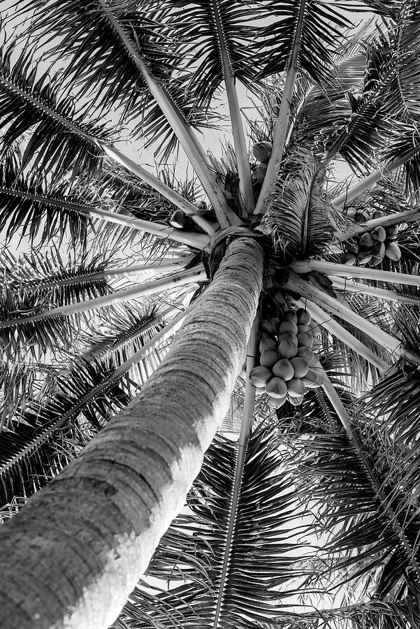 Coconut Palm Photograph by Laura Fasulo